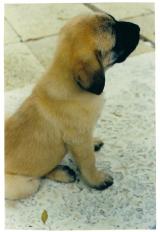 Mastiff puppy