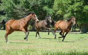 Horses running in pasture