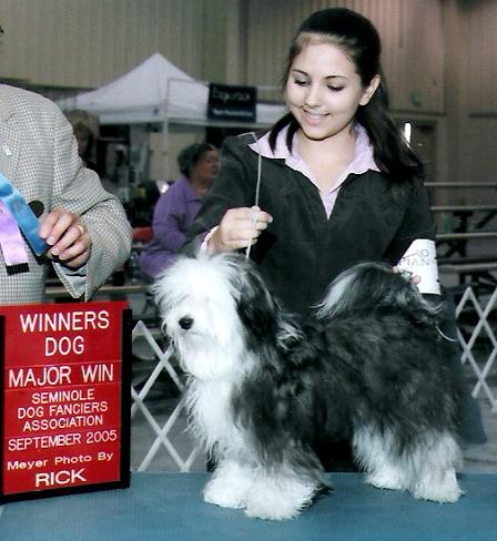 Havanese