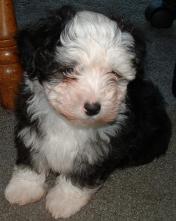 Havanese